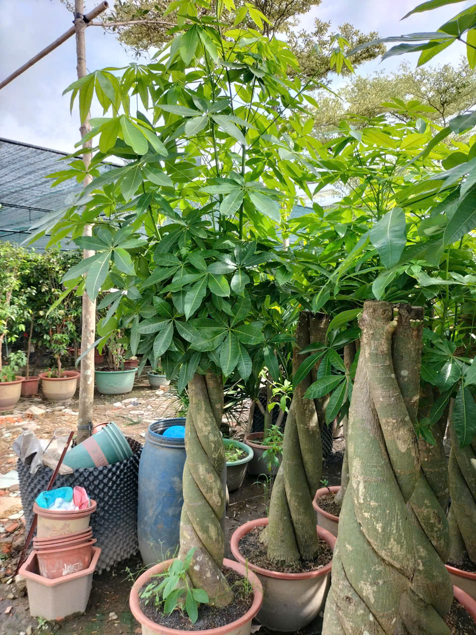 cây kim ngân size lớn 